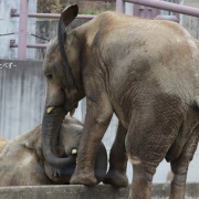 砥愛ちゃん！お姉ちゃんの頭は跨ぐもんじゃありません！