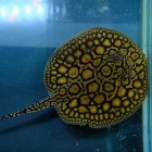 『1月29日(木)熱帯魚入荷情報🐟』の画像