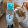 ブルーのカーネーションと猫ら。