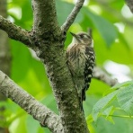 東京港野鳥公園　レンジャーブログ