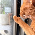 虫さんの季節と、ねこ