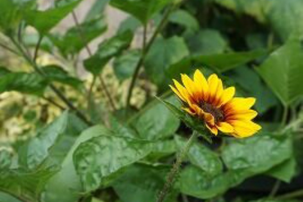 夏のプランター フェイバリットスタイル