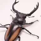 ボイレアウシカクワガタ飼育記2024~