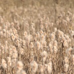 富士山トンボ池通信