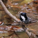 キクイタダキ・ミソサザイ・ヒガラ 他