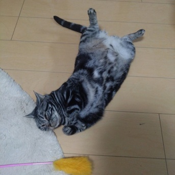 実物のﾈｺﾁｬﾝたちセカンド268