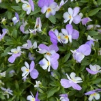 神崎みどり  OFFICIAL  BLOG