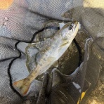 釣りキチ三子の釣れづれ日記