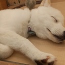 甘えん坊の白柴くんです💓