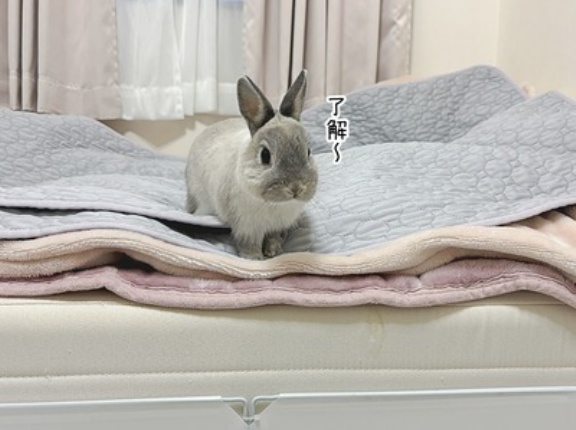 うさぎのルリ(2/19追記)