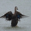 2026年6月3日の野鳥公園