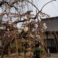 梅の花　結城神社(2)
