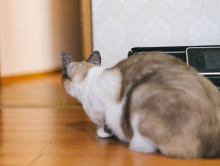 【自爆】コトメの結婚が決まり、義兄嫁が妨害工作。婚約者の親が来た時にわざと思わせぶりなことを言ったり、コトメの靴を隠したり中学生レベルｗw