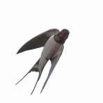 Tokyo_wildbirdpark_blog