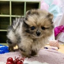 新しい子が仲間入りしました