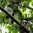 アオバズクの便り２０２６
