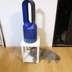 ”猫おでん”あり〼。