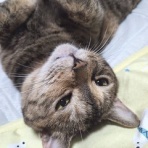 馴れていない成猫の幸せへの道