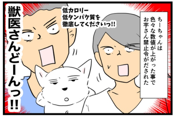 ちーちゃんっ🐾 - ウエスティ