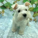 ミニチュアシュナウザーちゃんのご紹介🐾