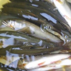 伊南川の釣り blog