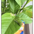 葉っぱを食べ尽くされ…【リポベジ/再生栽培②】まさかのレモンの木購入！