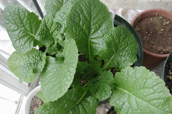 N浦菜園日誌 菜花