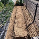 春じゃがの植え付け