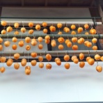 自然農菜園「はたけや」の作業日誌