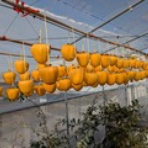 ヨット　Jennifer号 航海記　探鳥旅行記