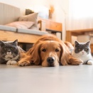 「ペットが亡くなった」という言葉に隠れた、名前のない罪悪感