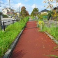 2026-153写真俳句17★(0925）菜虫