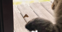 【猫写真】窓ガラスの向こうの蛾が取れない