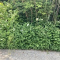 緑白緑
