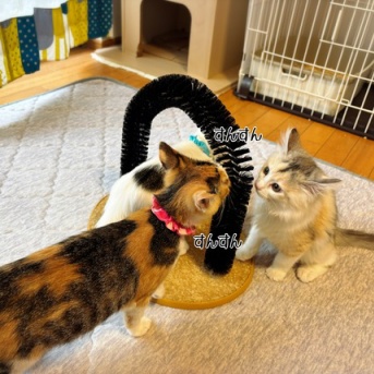 おもちゃの寿命