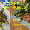 ビカクシダ （コウモリラン）ネザーランド ベイチー 板付にチャレンジ コルク と プラントハンガー WOODPRO  Rust 東京花壇 杉山拓巳 さん