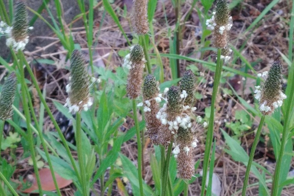 Flowers In A Field オオバコ科