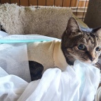 うちのとらまる