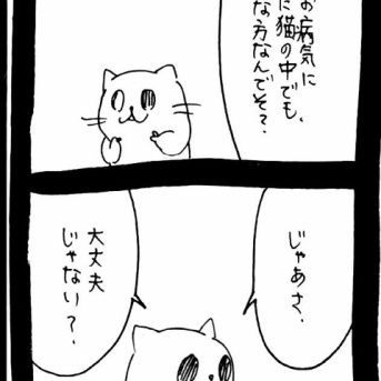 ドワーフキャットタオルちゃん46