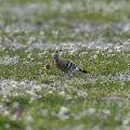 栃木県某所で、初見鳥！！！あのバズってる野鳥みれた！