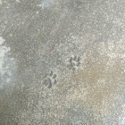 ��ǭ��­�ס٤β���