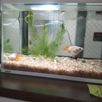 初心者金魚のblog