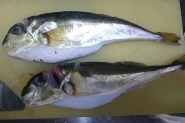フグを捌いてみた Fishing Boat Style We Are Coast Patrol フグを捌いてみた Fishing Boat Style We Are Coast Patrol