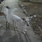 カイロ～天使たちの暮らす街～