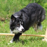 【犬のいる暮らし】６０歳からはやりたい放題だけどね♪
