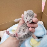 『子猫ちゃん成長日記』の画像