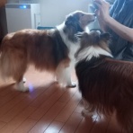ボルゾイな生活