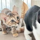 里親さんを待ってる猫たち(1/1)