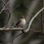 治水緑地の野鳥日記