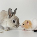 ハムスターのプリンとうさぎのルリ(2/2追記)